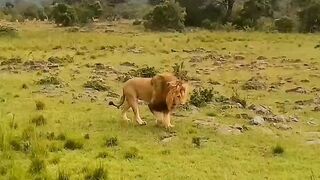 Lion: The King of the Jungle - Surprising Facts You Didn't Know!
