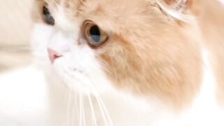 10 Funniest & Strangest Cat Facts You Won’t Believe! ????