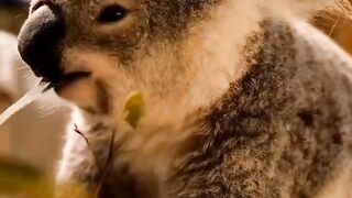 5 Weird Facts About Koalas You Won’t Believe!