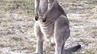 Kangaroos Are Not What You Think!