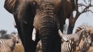 Elephants: The Gentle Giants with Incredible Secrets!