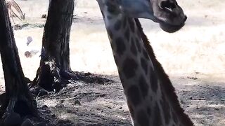 Amazing Giraffe Facts You Won’t Believe!