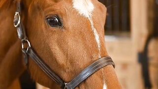10 Amazing Facts You Didn't Know About Horses!