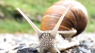 The Snail: A Tiny Creature with a Divine Design