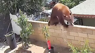Wild Life