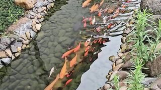 Beautiful fishes in a small