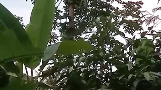 papaya tree