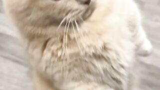 Funny Cat ????????????