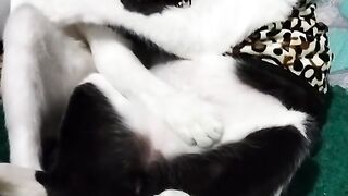 Cute cat