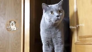 Awesome Behaviour and Reaction of Beautiful pets