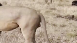 Buffalo fight back lion