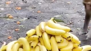 BUNCH OF CUTE MONKEYS ???? EAT BANANA