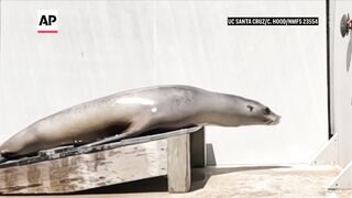 Scientists once thought only humans could recognize musical beats. A sea lion proved them wrong.