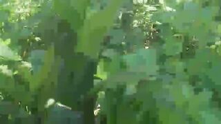Look carefully There is a Green snake
