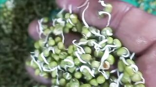 Let's cook Growth green moong and soya ,and eat cabbage salad