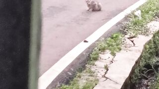 Kucing yang pemalas