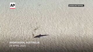 Australian locals rescue great white shark stranded in shallow water.