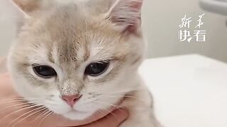 Cute Cat