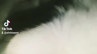 Cat and hen baby