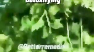(Detoxification):
