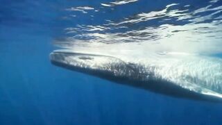 The Whale's Song