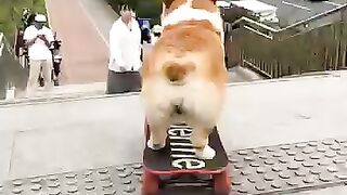 Funny video