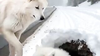 Funny video
