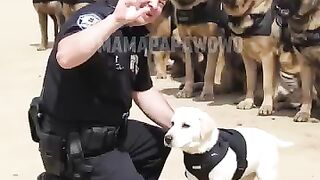 Funny video