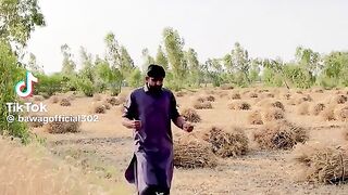 Titli