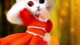 Cute cat dancing