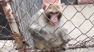Funny monkey