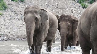 Elephant water