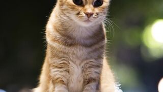 Cat buti