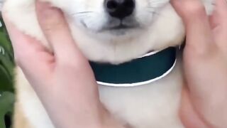 Squishy dog