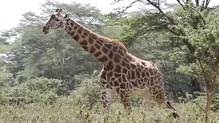 Animal save