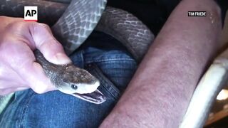 Snakes have bitten this man hundreds of times. His blood could help make a better treatment.