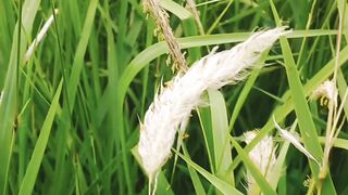 হেরে যাও নয়, লড়ে যাও | ৩০ সেকেন্ডের অনুপ্রেরণা।