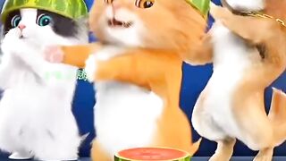 dudi dudi dam dam cat video