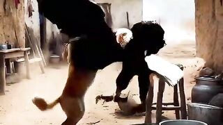 Eagle dog video