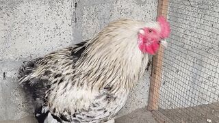 Fancy Hens