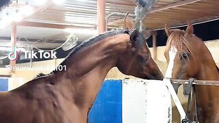 Nice horse