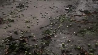 Bangladeshi Village