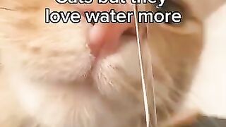 Cats Video