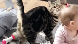 FUNNY VIDEO BABY AND CATES