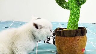 FUNNY VIDEO CATES