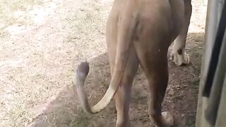 Masaimarakenya