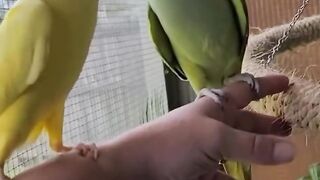 Talking parrot be like