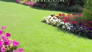 Jhelum city