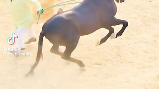 Horse dance nice