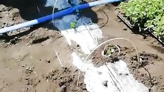 СЕЛО ВЕЙСАЛ БЕСАРАБИЯ РАЗСАЖДАНЕ НА БОСТАН